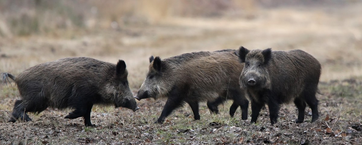 chasse-passion